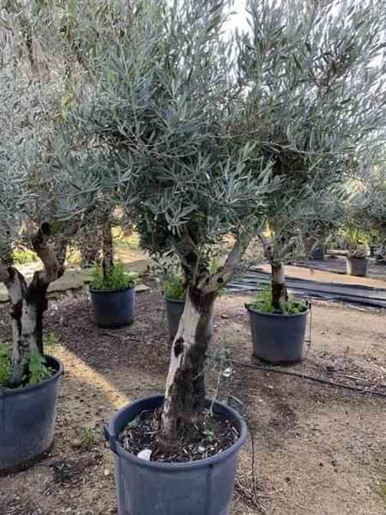 Olea europaea (Oliviers) 60/80cm - 170/220cm