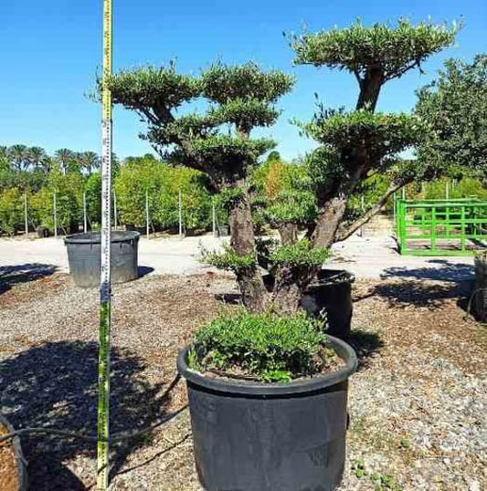Olea europaea (Oliviers)