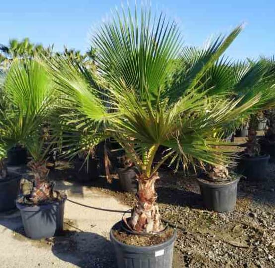 Jubaea chilensis (Cocotier du chili, palmier à miel, palmier à vin)