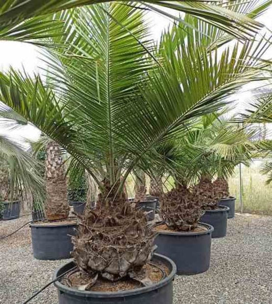 ubaea chilensis (Cocotier du chili, palmier à miel, palmier à vin) Pot 500L - 200/250cm - pied 90/100