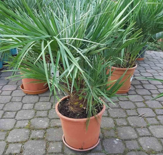 Chamaerops humilis (palmier doum) Pot de 800L 250/300cm