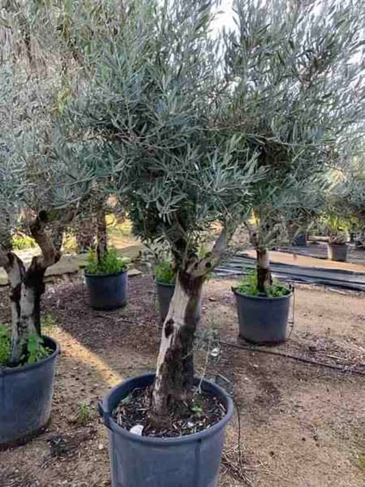 Olea europaea (Oliviers) 60/80cm - 170/220cm