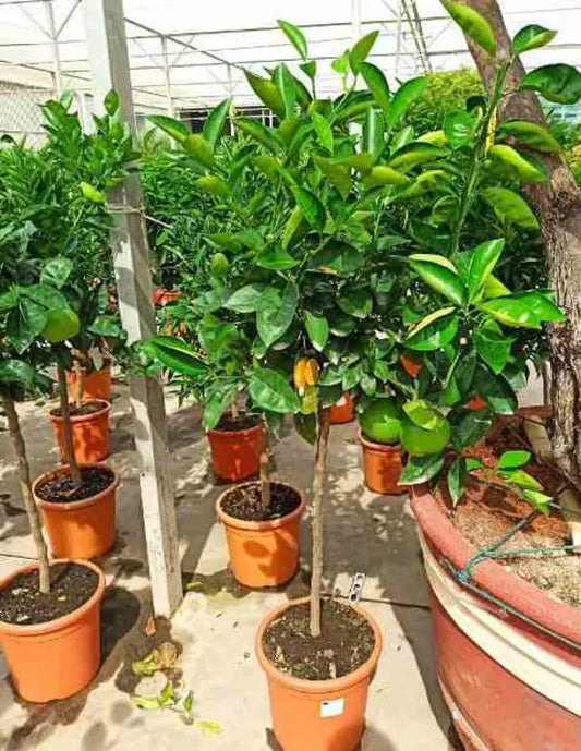 Citrus sinensis ADULTE (oranger) Pot de 180L peri de tronc 60/70cm Hauteur 200/250 cm