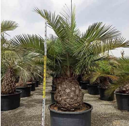 Jubaea chilensis (Cocotier du chili, palmier à miel, palmier à vin) Pot 50L - 120/140cm - pied 30/40