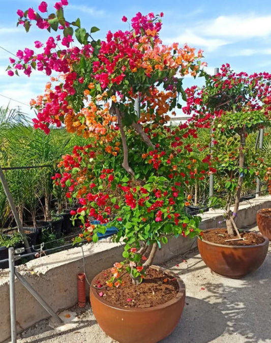 Bougainvillier hybride multi couleur  110L 230/270cm