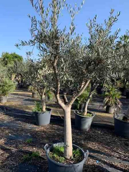 Olea europaea (Oliviers) 30/40cm - 170/220cm