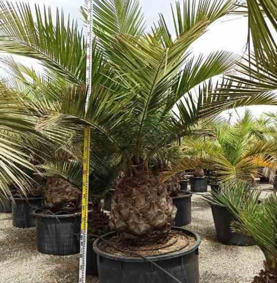 Jubaea chilensis (Cocotier du chili, palmier à miel, palmier à vin)  Pot 160L stipe de 40/50 cm hauteur 180/200cm