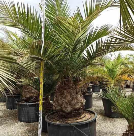 Jubaea chilensis (Cocotier du chili, palmier à miel, palmier à vin)  Pot 160L stipe de 40/50 cm hauteur 180/200cm