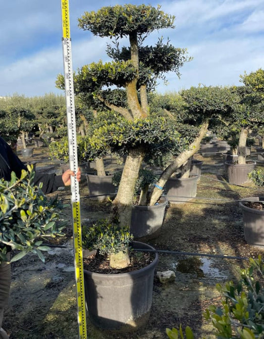 Olea europaea (Oliviers)