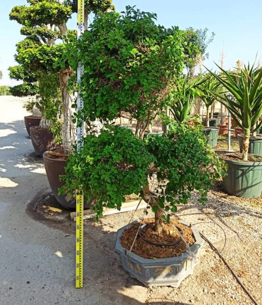 Bougainvillier hybride multi couleur  110L 230/270cm